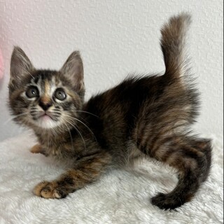 お顔はキジちゃん体はサビちゃん生後1ヶ月の女の子