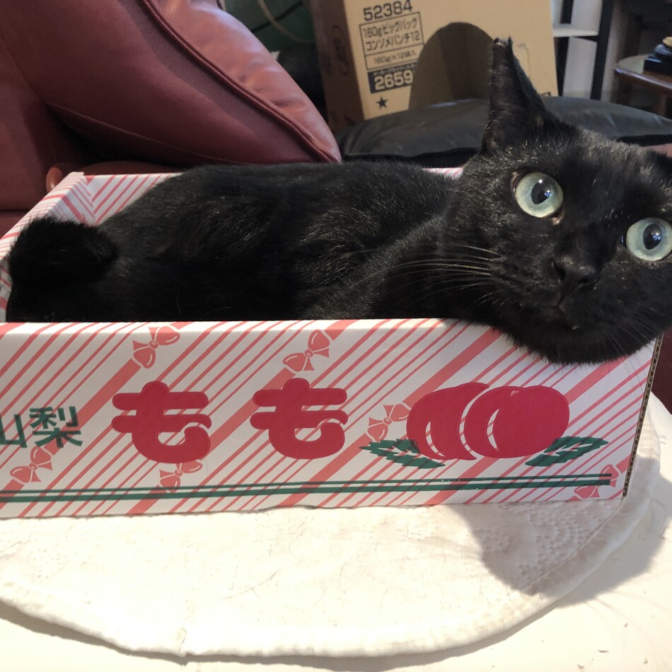めめのカバー写真