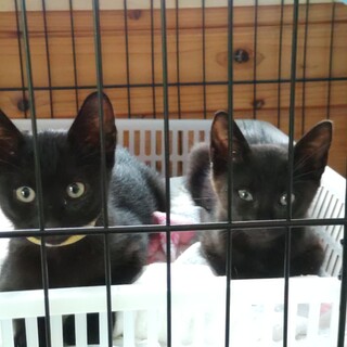 黒猫オス推定2〜3ヶ月もらってください