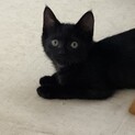 甘えんぼな黒子猫くん！