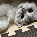 決定しました、ありがとうございました。