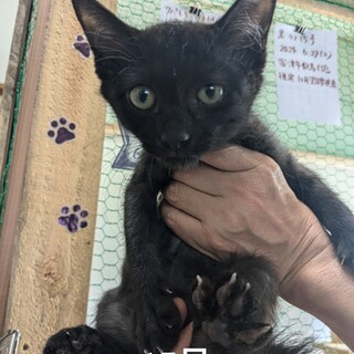 保護した子猫の里親様募集です。