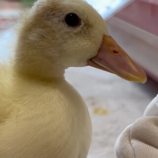 コールダックの雛