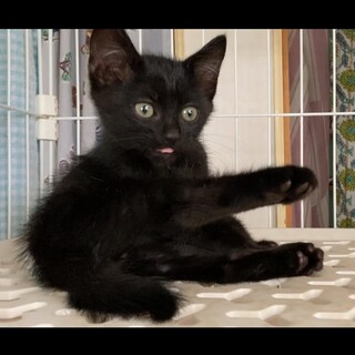 自分を人間だと思っている男子「とむくん」