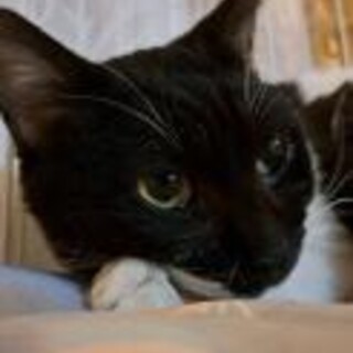 印象的なお顔の人間も猫も好きなモー君、甘えん坊2歳