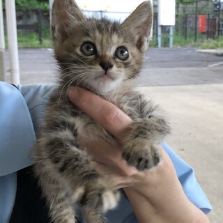 キジミケ？　薄い方