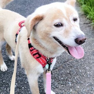  人馴れ抜群、おっとり優しい女の子 　なびき