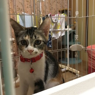 生後3ヶ月のキジ三毛☆女の子