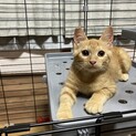 子猫オス3.5ヶ月　かけっこ大好き♡