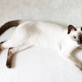 えっ！？シャム猫くん！？