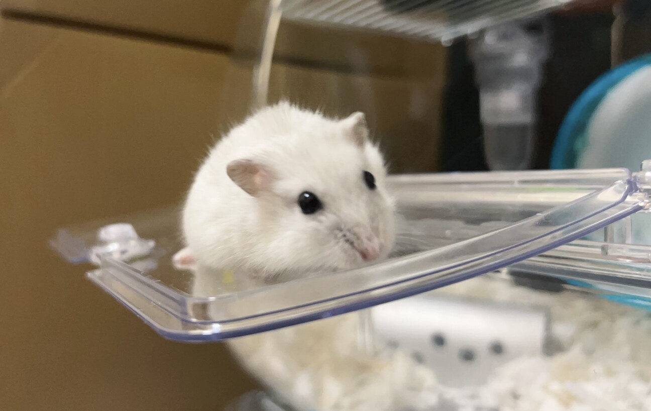 中古】ないしょのハムスター ないしょのハムスター(1) フラワーC 中古