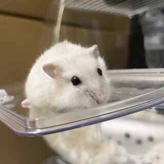 ジャンガリアンハムスターパールホワイト