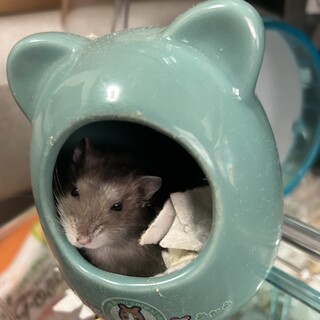 ジャンガリアンハムスター　グレー色