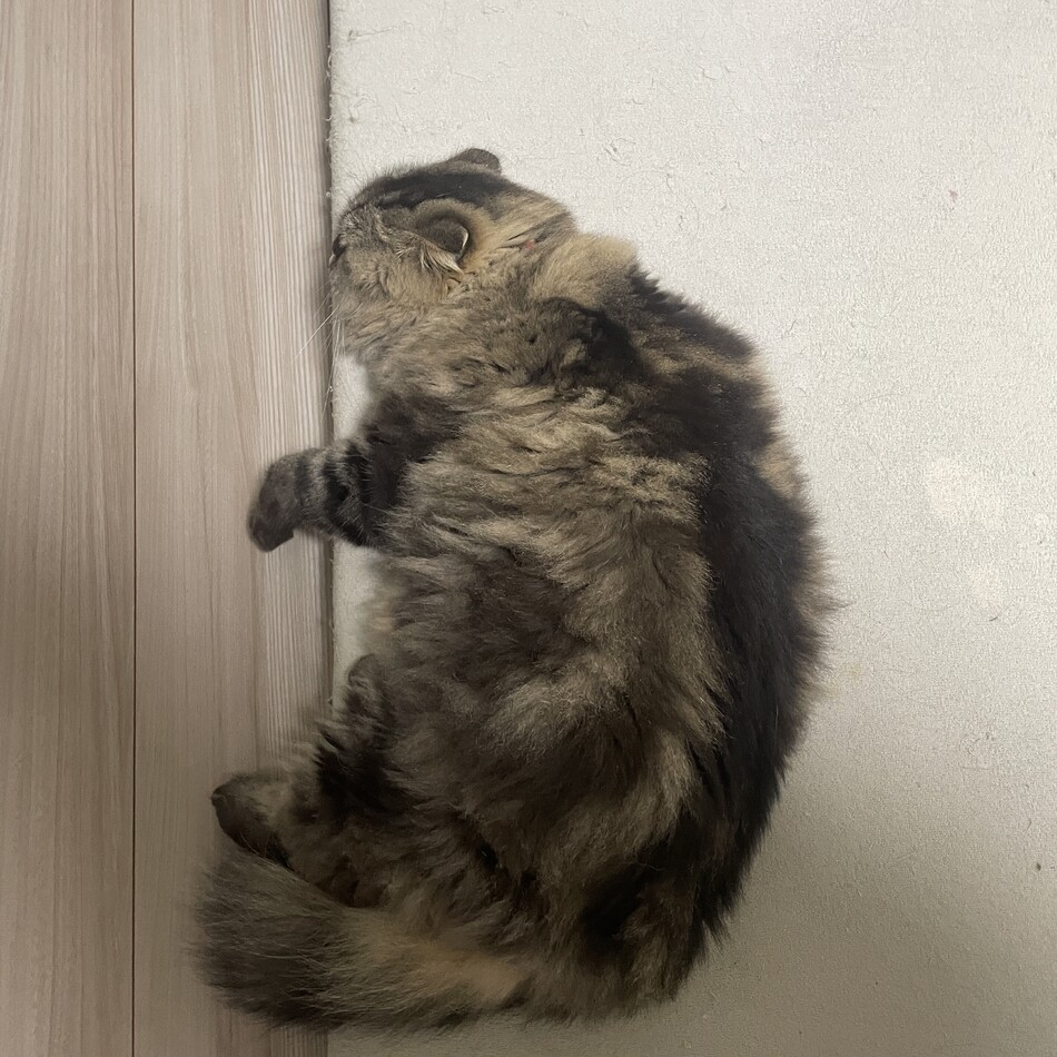エミルのカバー写真