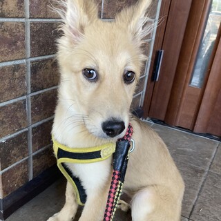 保健所からレスキュー！優しいアール君！