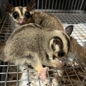 フクロモモンガ　姉妹　本日夜お迎え来れる方