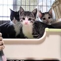 ビックリ顔のハチワレ男の子、モナカ師匠