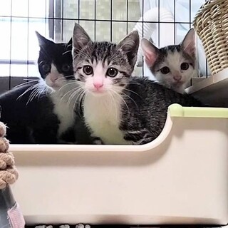 ビックリ顔のハチワレ男の子、モナカ師匠