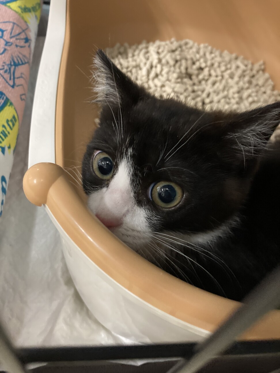 ビックリ顔のハチワレ男の子、モナカ師匠 サムネイル2