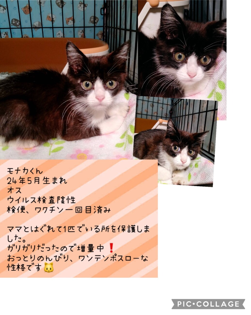 ビックリ顔のハチワレ男の子、モナカ師匠 サムネイル3