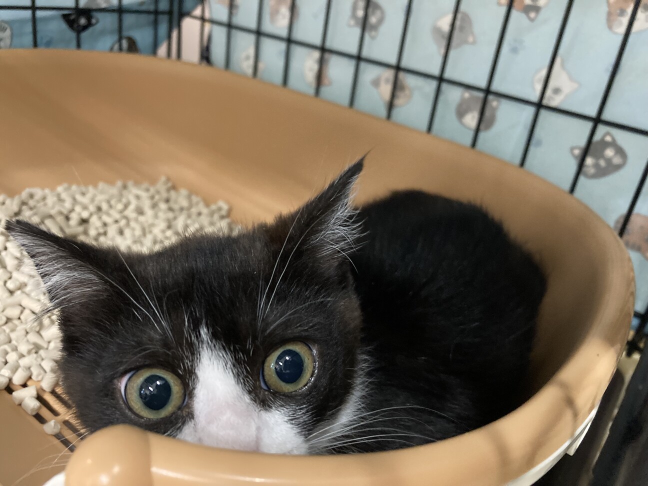 ビックリ顔のハチワレ男の子、モナカ師匠 サムネイル4