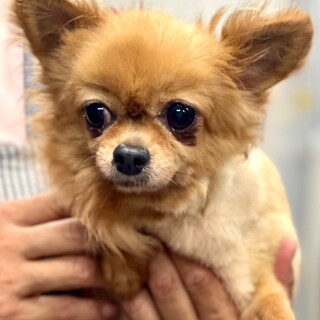 24-W179　人が大好き甘えん坊♪