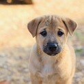 生後2ヶ月の仔犬をもらってください