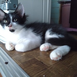 ３ヶ月　長毛ハチワレ　活発で甘えん坊な男の子　