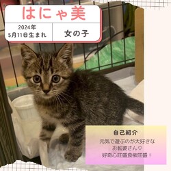 保護猫譲渡会@寝屋川 サムネイル2