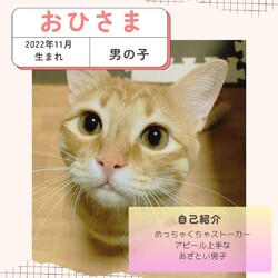 保護猫譲渡会@寝屋川 サムネイル3