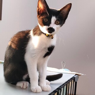 【8/25譲渡会】ひょうきん者のプリッツちゃん♪