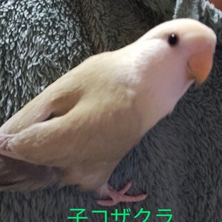 コザクラインコシナモン系親子
