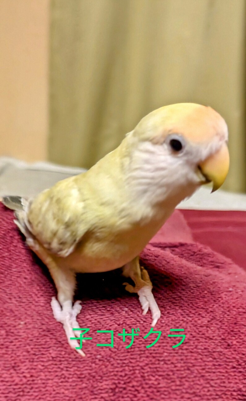 コザクラインコシナモン系親子」愛知県 - 鳥の里親募集(496849) 4枚目