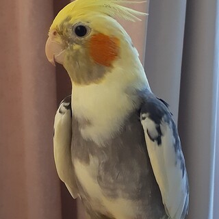 すてきな里親さんが見つかりました