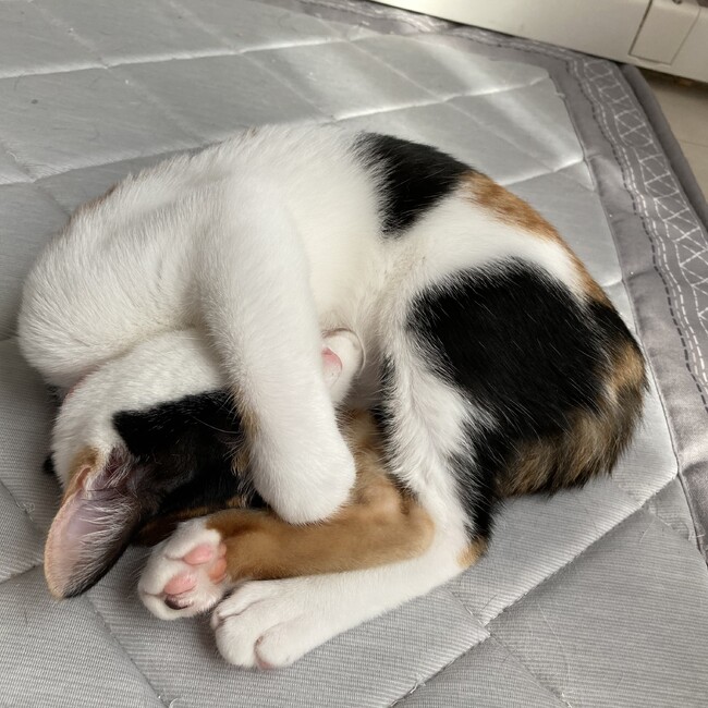 みけにゃんずのカバー写真