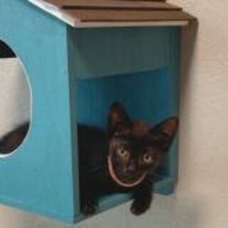 いよいよデビュー★ふみ★優しいお姉ちゃん