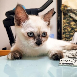 超甘えん坊のシャムmixちゃん（3兄妹）