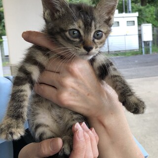 キジミケ　濃い方