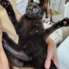 元気な男の子。くろねこ。 サムネイル3