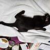 元気な男の子。くろねこ。 サムネイル4