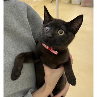狙った膝は逃がさない！神テクニックのボクボクちゃん