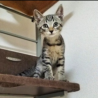 なでなでされたい♪甘えん坊のエツ♀（TRF5兄妹）