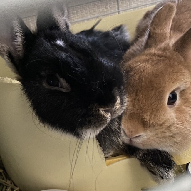 るんなるんなのカバー写真