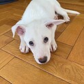 募集中断　生後２ヶ月　人懐っこい子