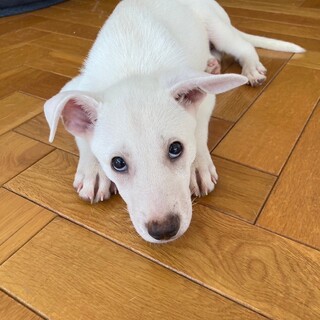 募集中断　生後２ヶ月　人懐っこい子