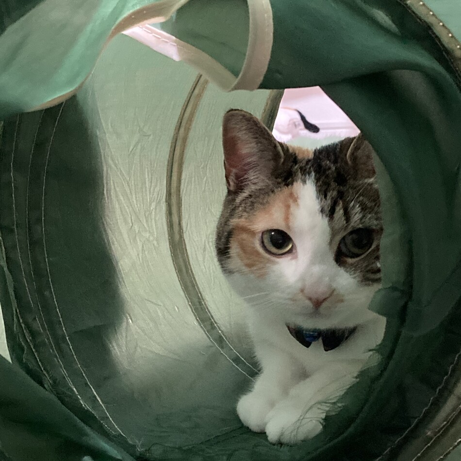 なぎのカバー写真