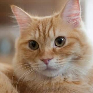 【代理】マンチカン雄７歳　寂しがり屋の甘えん坊