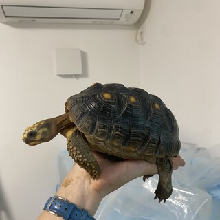 アカアシリクガメ（4才）甲長：23CM  