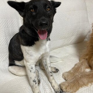 あさがお　女の子