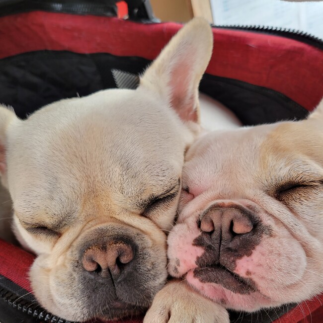 ユー子のカバー写真